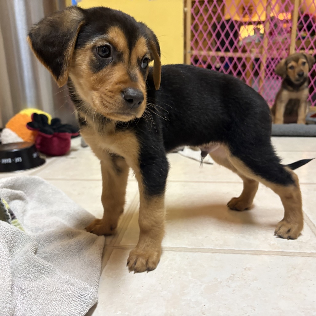 Rockie — thumbnail 4