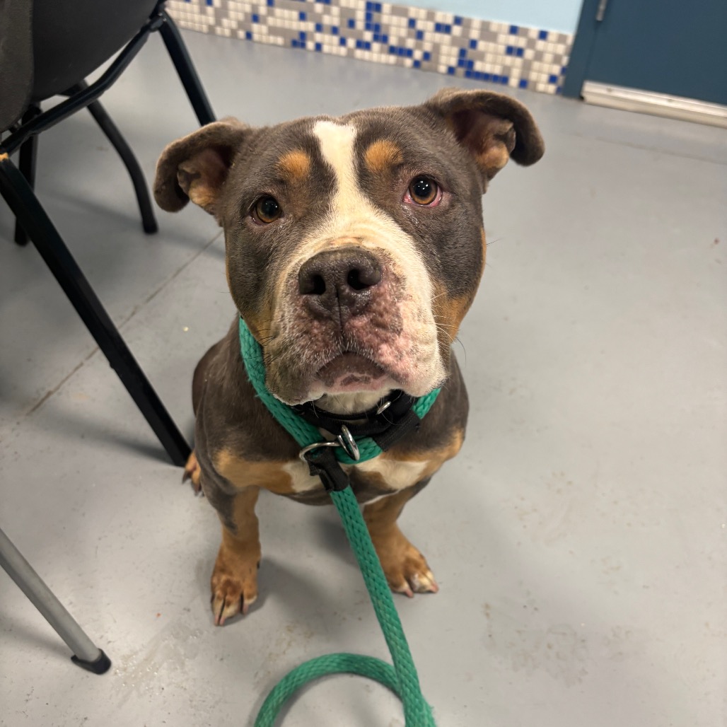 Cassia — thumbnail 5