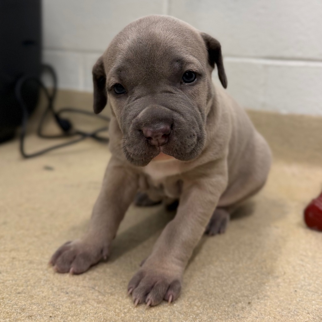 LOLA (IN FOSTER) - Mixed Breed (Large) available for adoption