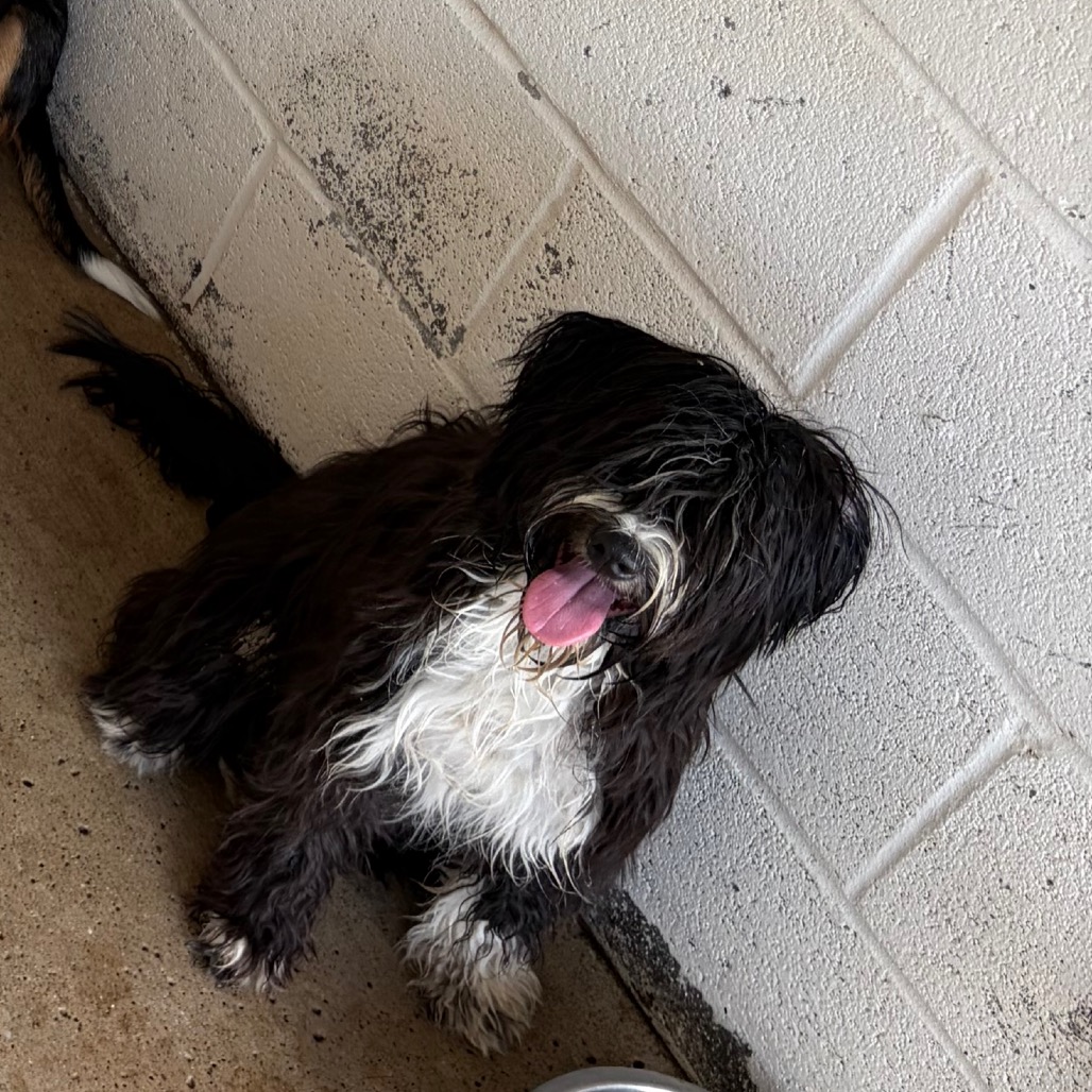 OREOANA - Terrier / Mixed Breed (Medium) available for adoption