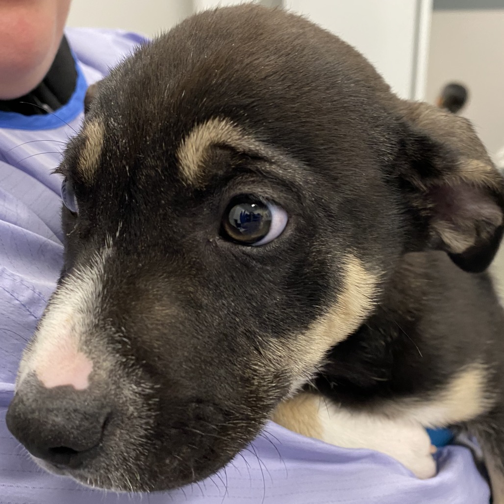 Mojito — thumbnail 2