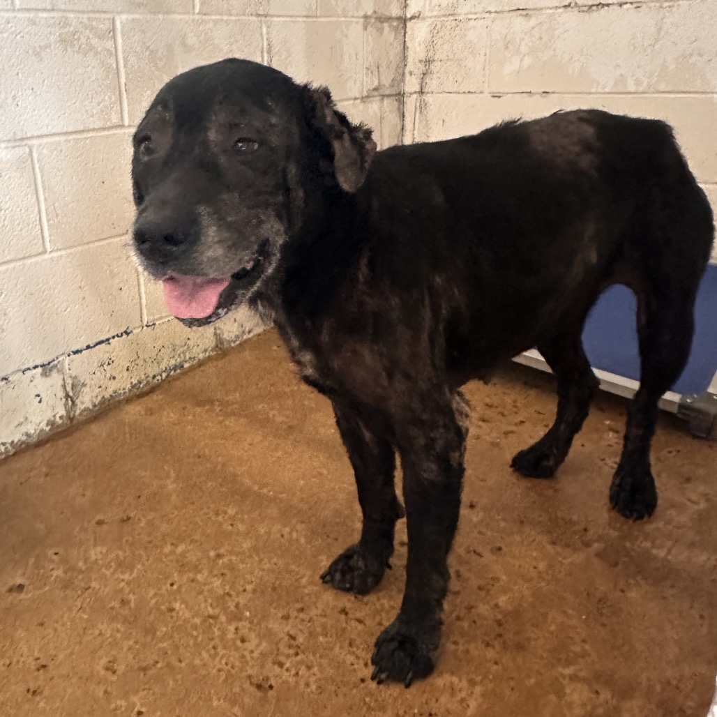 INDY - Retriever, Labrador / Mix available for adoption