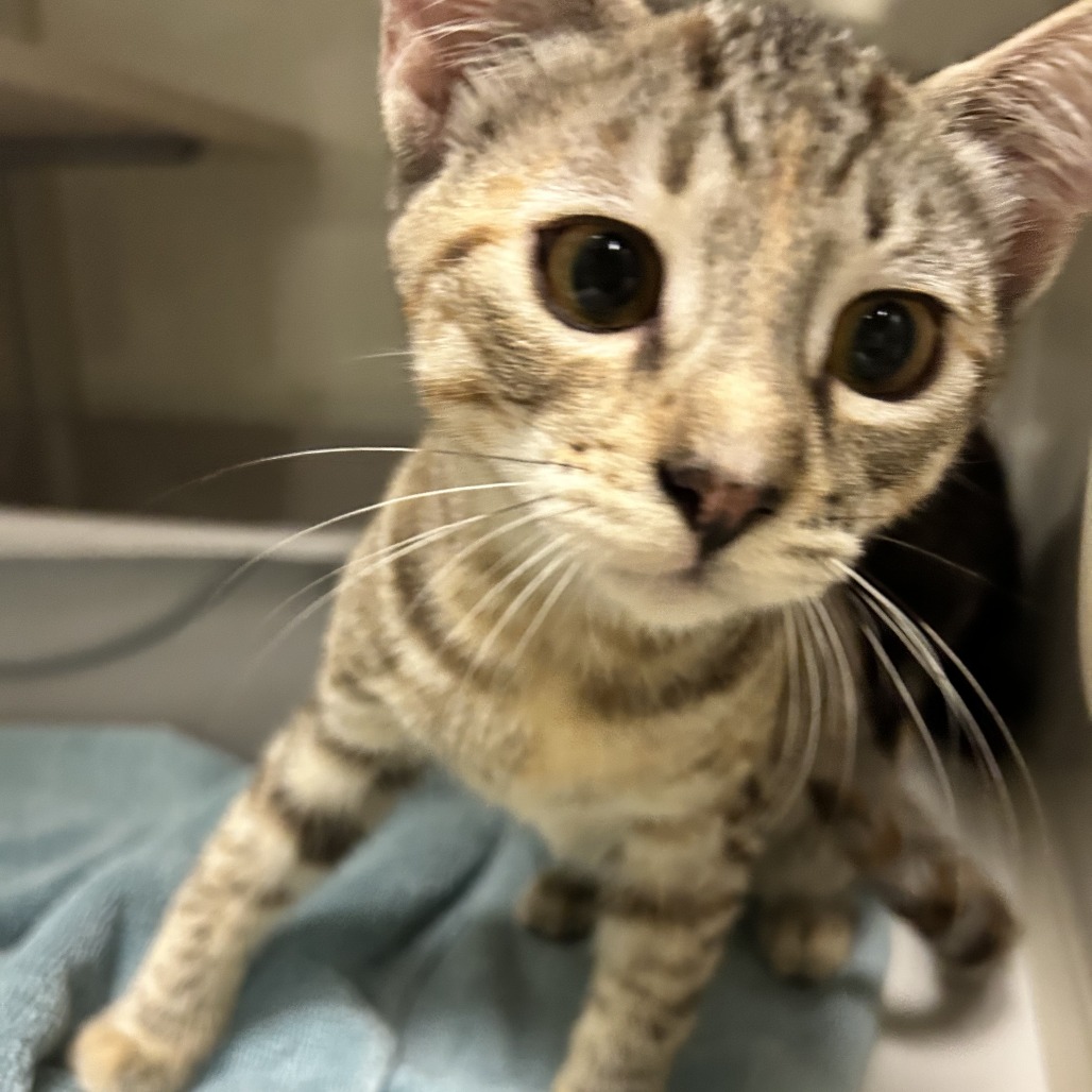 Stella - Domestic Shorthair