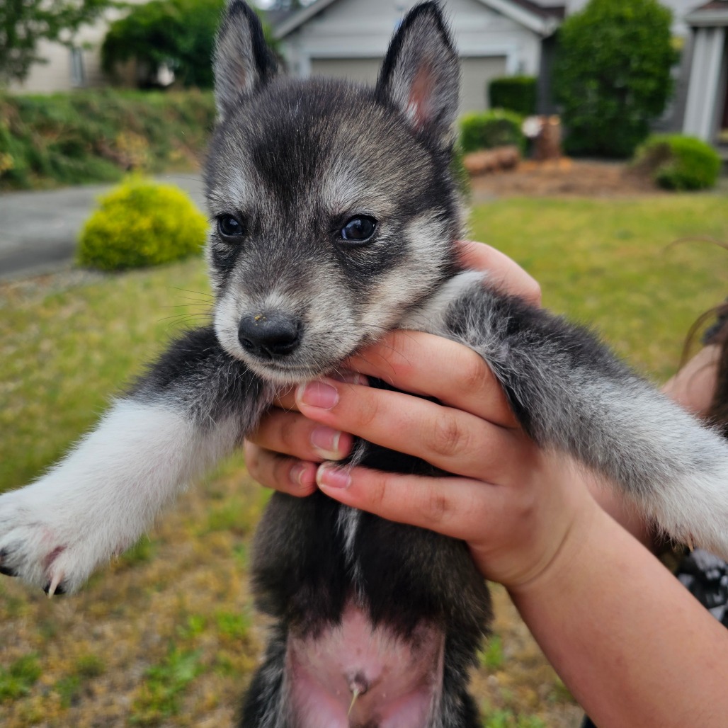 Alaskan