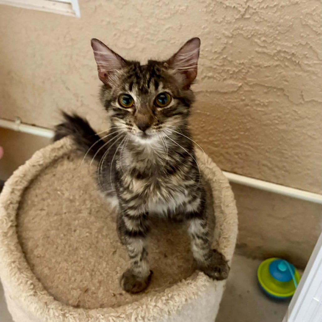 GILBERT - Domestic Shorthair available for adoption