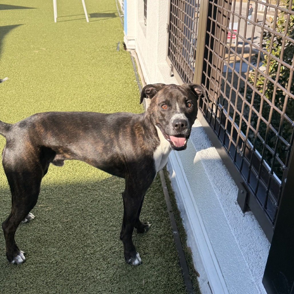 Dusse — thumbnail 5