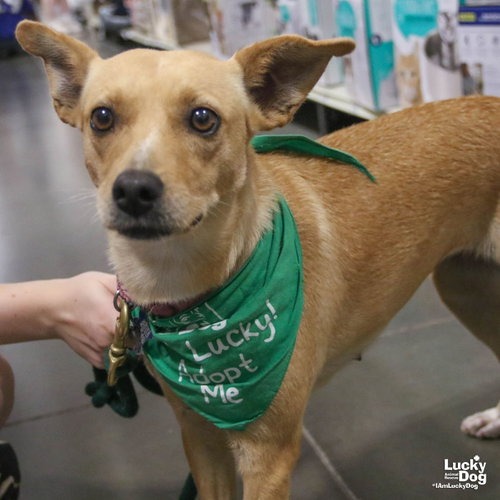 BELLADONNA - Retriever / Terrier available for adoption