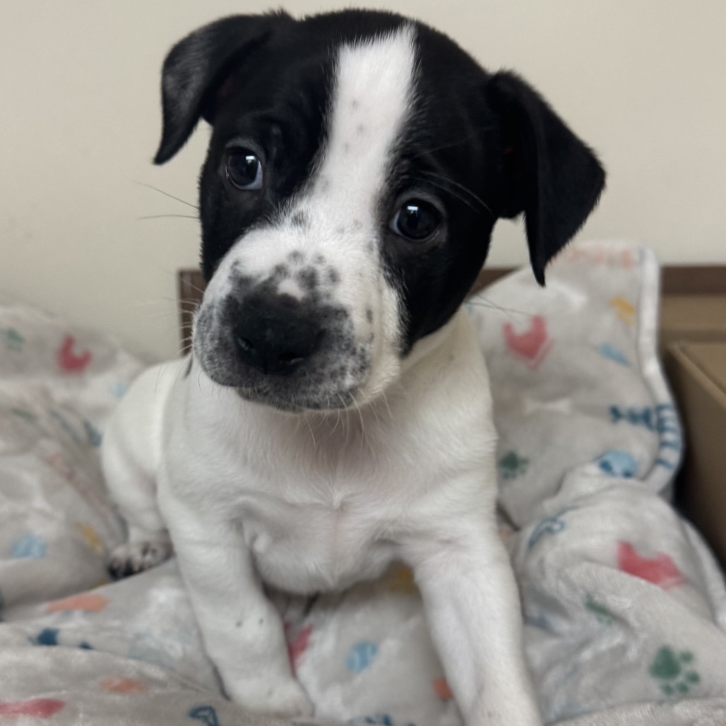 PETEY - Terrier / Mixed Breed (Small) available for adoption