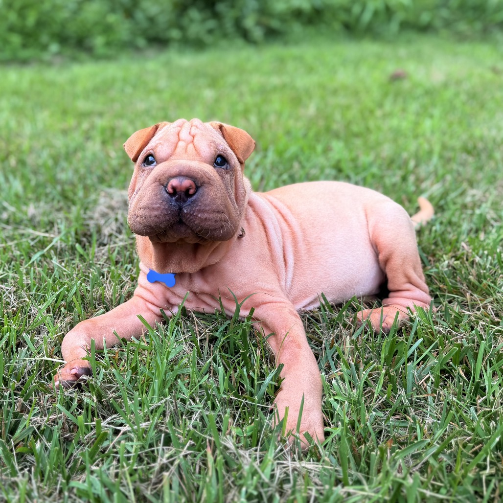 HARLOW - Chinese Shar-Pei available for adoption