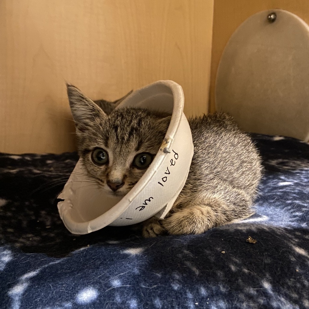 PECAN - Domestic Shorthair available for adoption