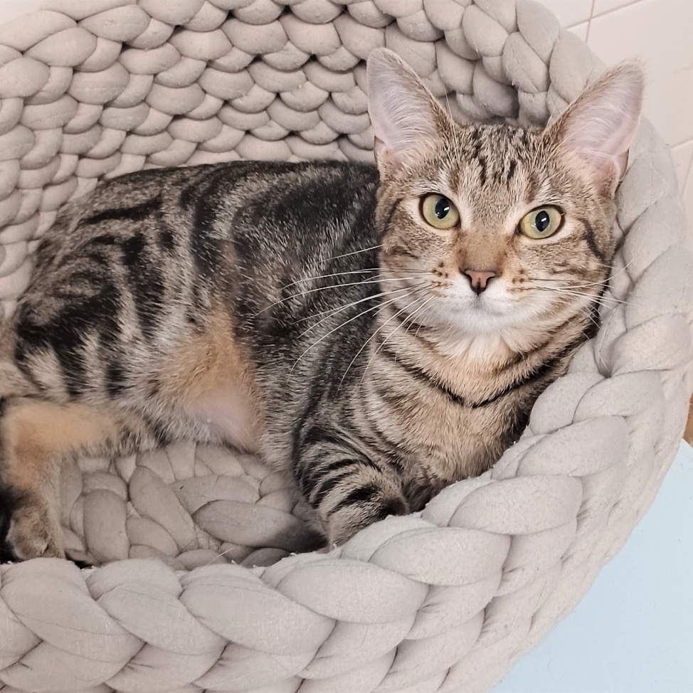 Close-up photo of Chili