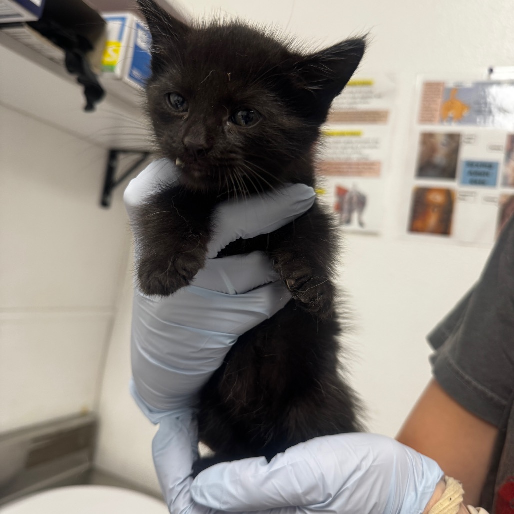 MERLIN (GRN COLLAR) - Domestic Shorthair available for adoption