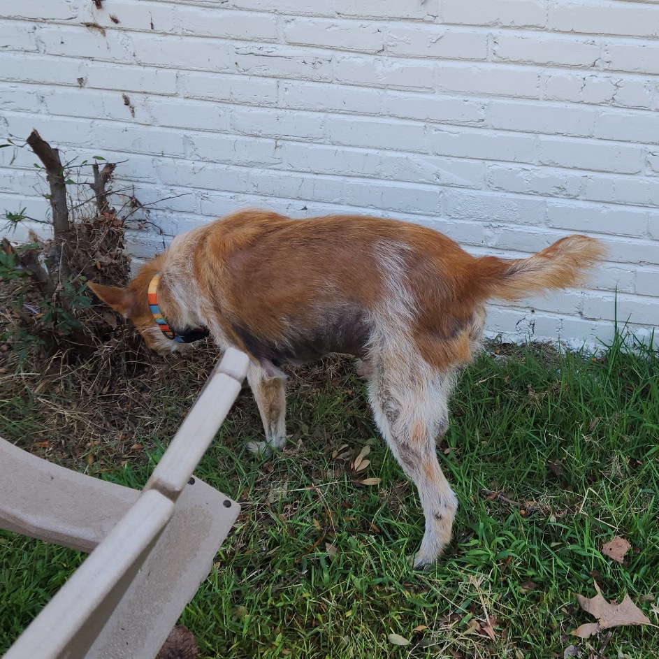 Oz (Formerly Hamilton), photo 7