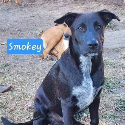 SMOKEY - Shepherd, German / Mix available for adoption