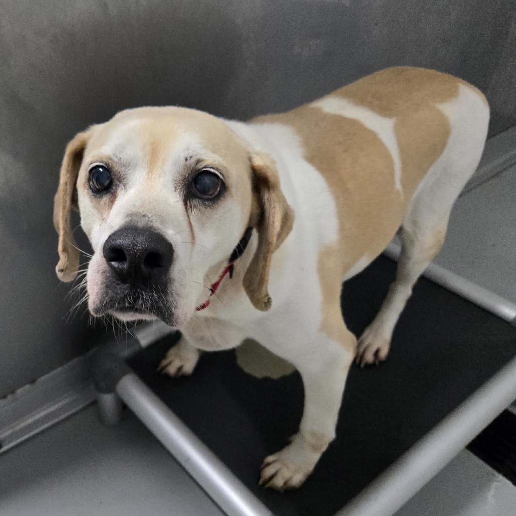ERNIE - Beagle / Mixed Breed (Medium) available for adoption