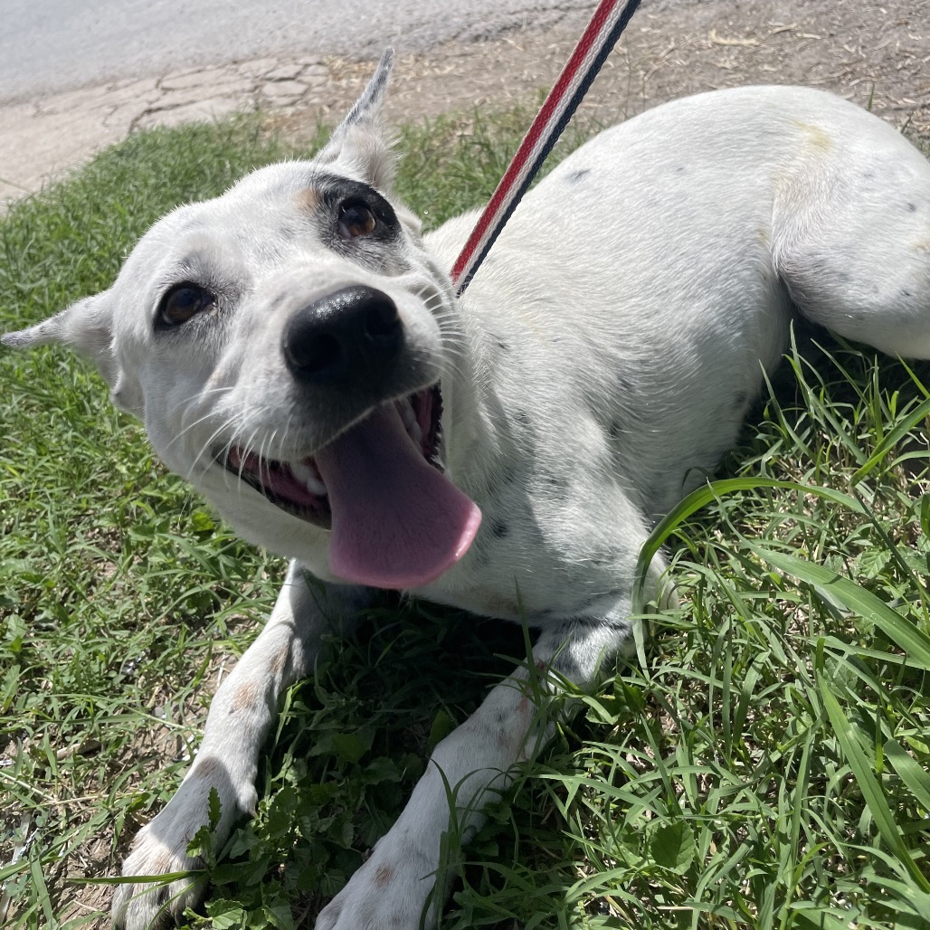 KRISTY - Shepherd available for adoption