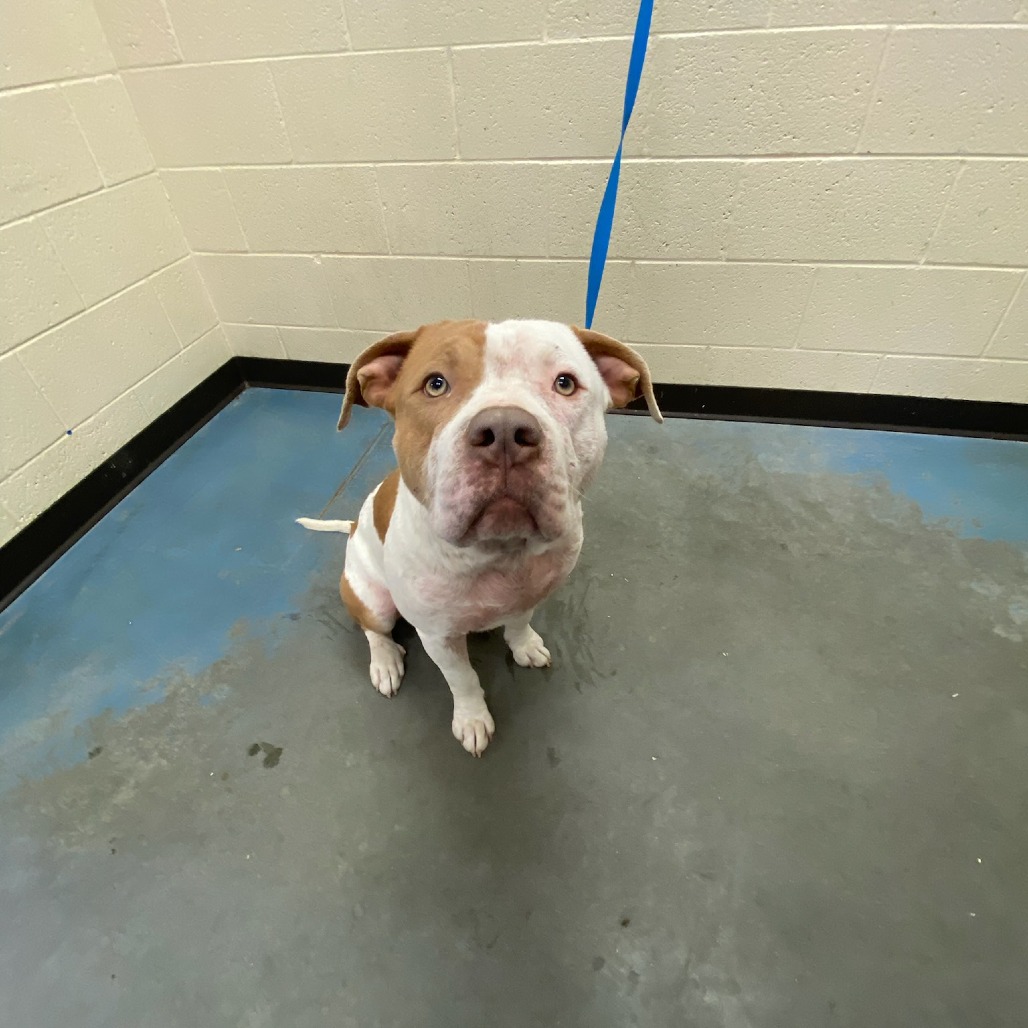 Sumo — thumbnail 2