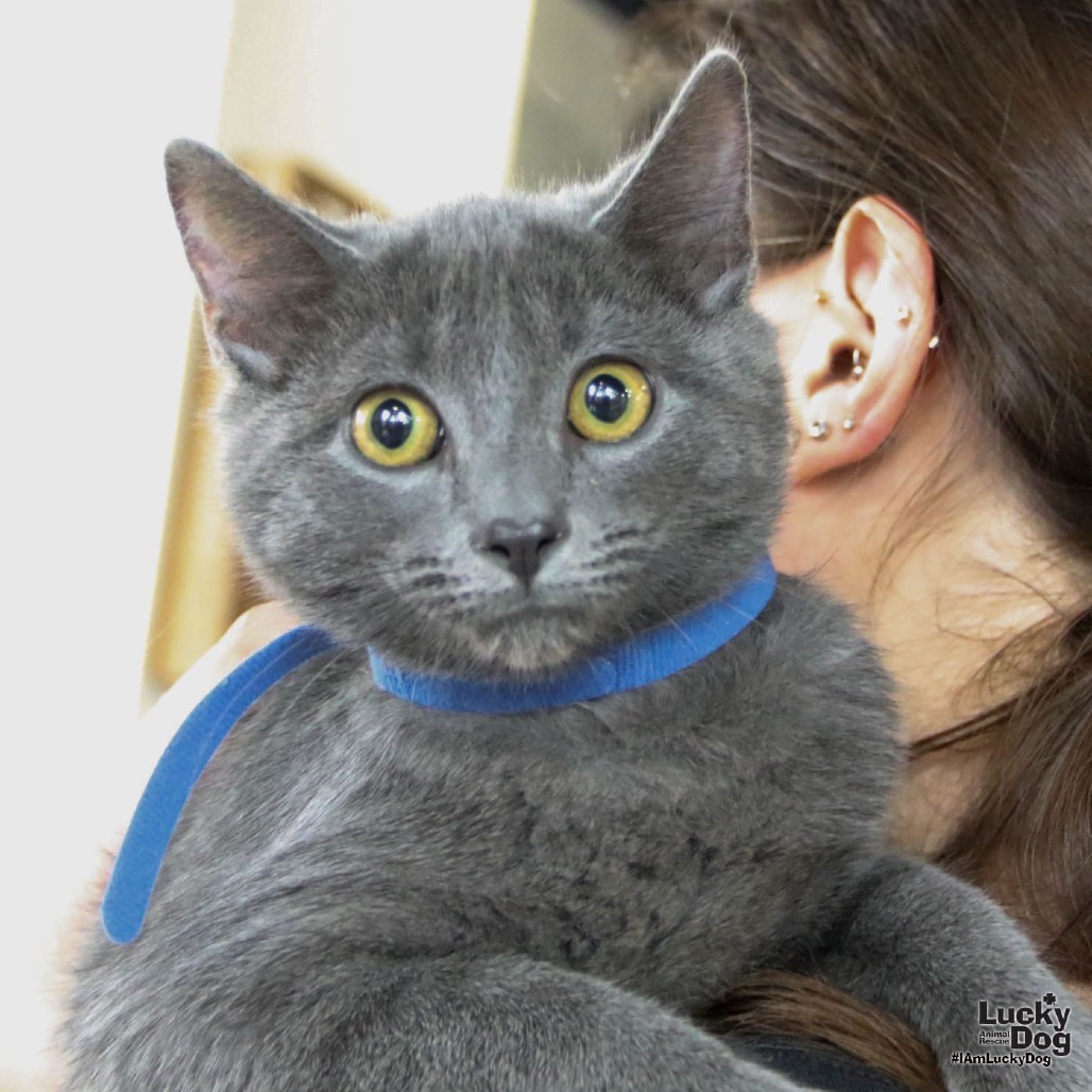 GRANITE - Domestic Shorthair available for adoption