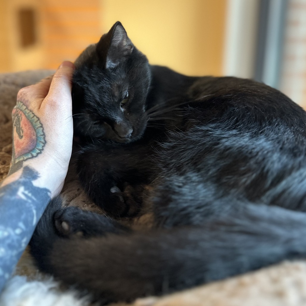 DOBERMAN - Domestic Shorthair available for adoption