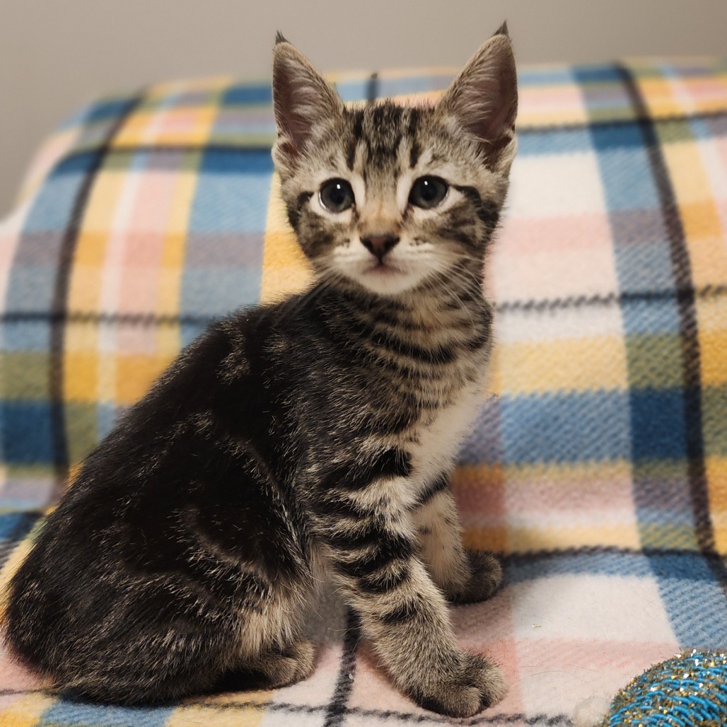 Photo of MAPLE