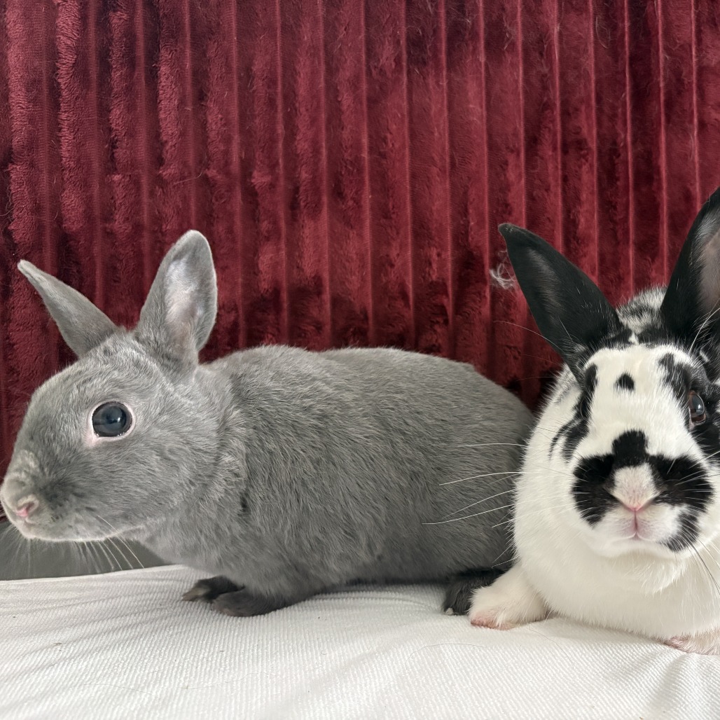 Nelly (bonded with Buns), photo 8