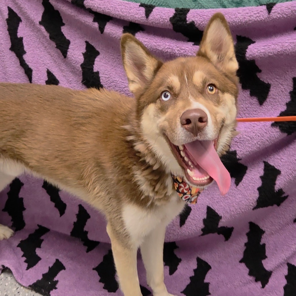 RHYAN - Husky available for adoption