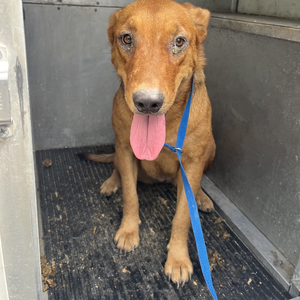 PINKIE - Shepherd available for adoption