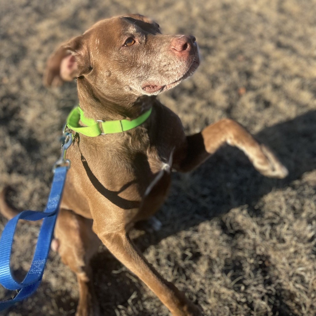 Butch, photo 10