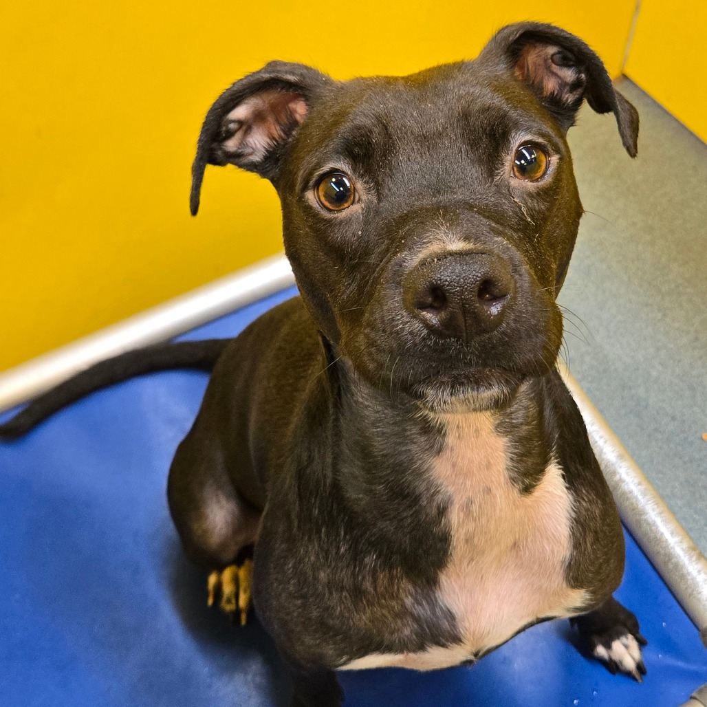 SUZIE - Terrier, Boston / Mixed Breed (Medium) available for adoption