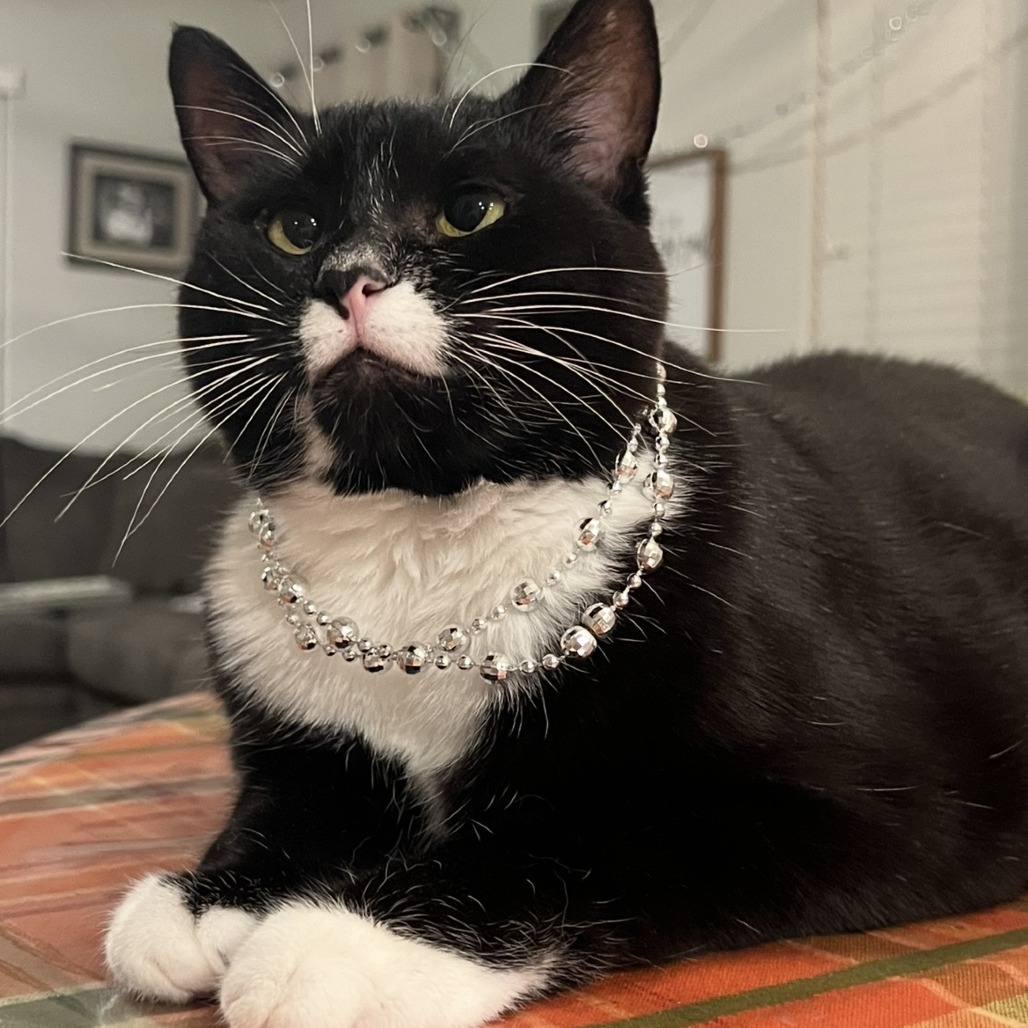 LUX - Domestic Shorthair available for adoption