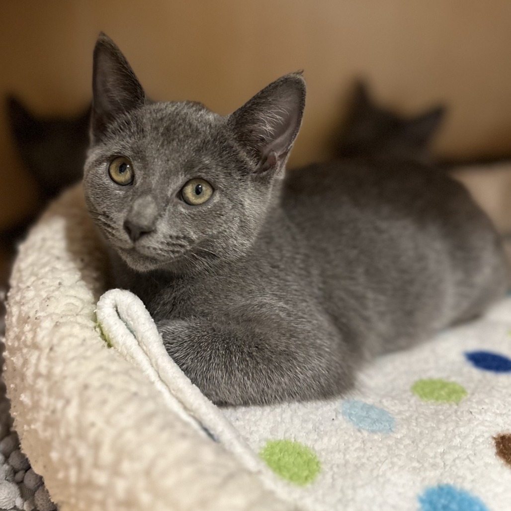 DOLPHIN - Domestic Shorthair available for adoption
