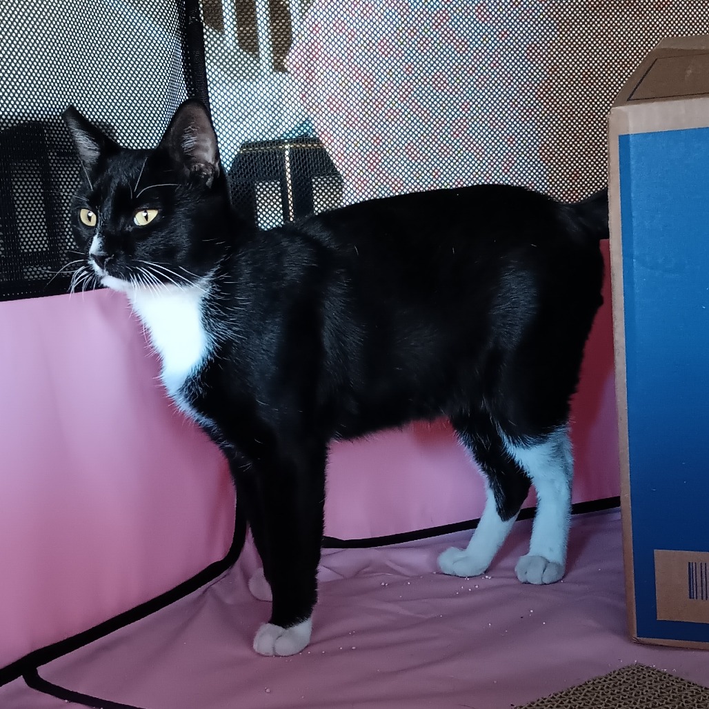 DAPPER - Domestic Shorthair available for adoption