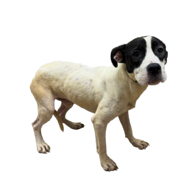 Tusc Stray 81386