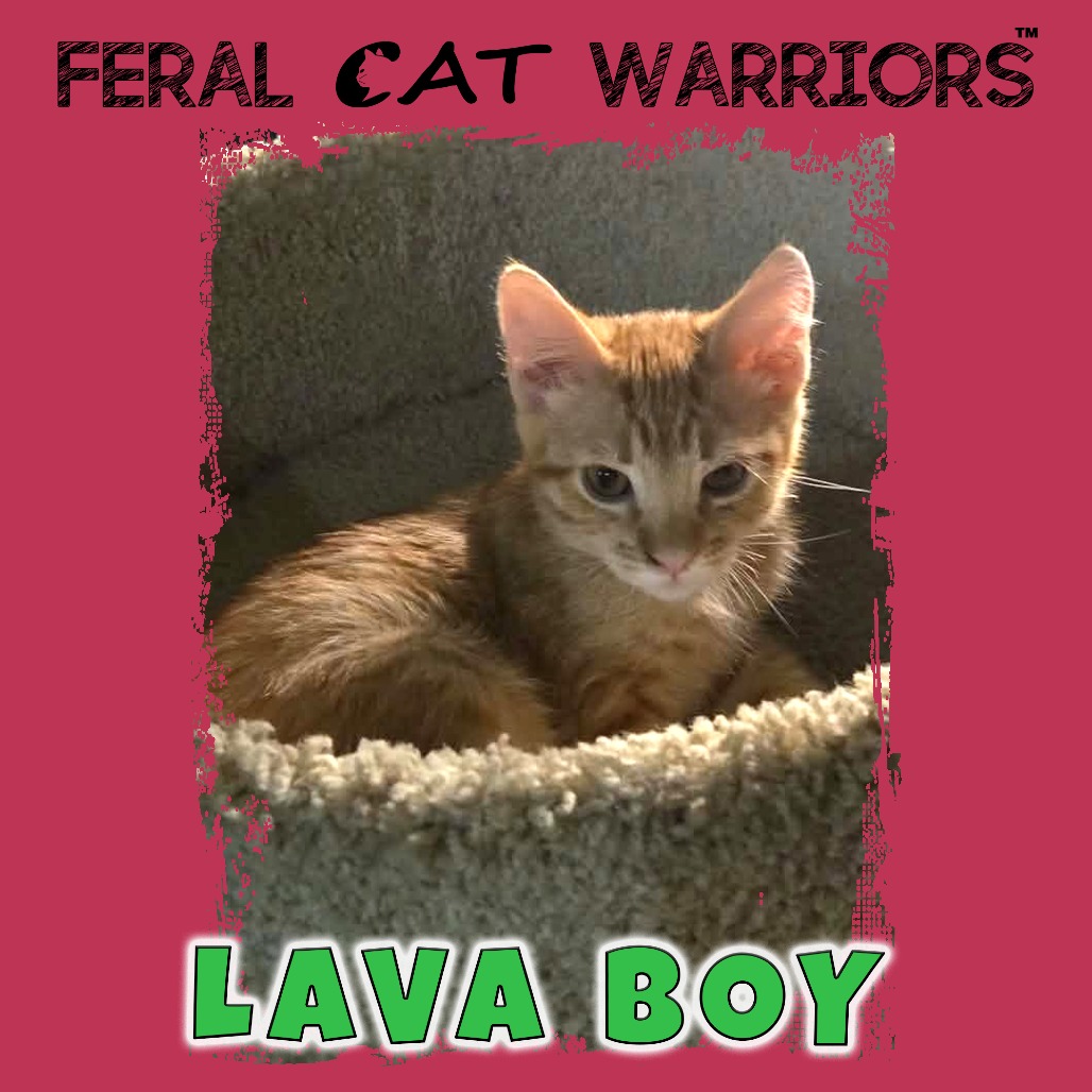 Lava Boy