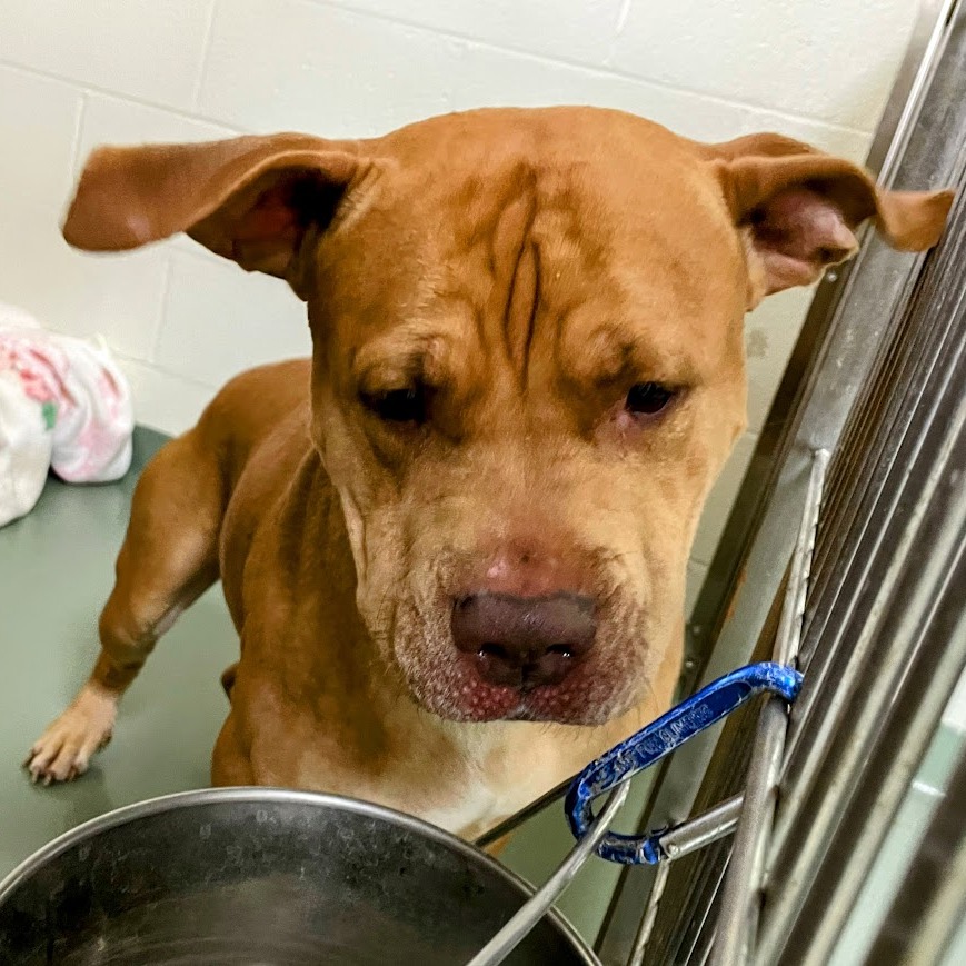 Ozzy — thumbnail 2