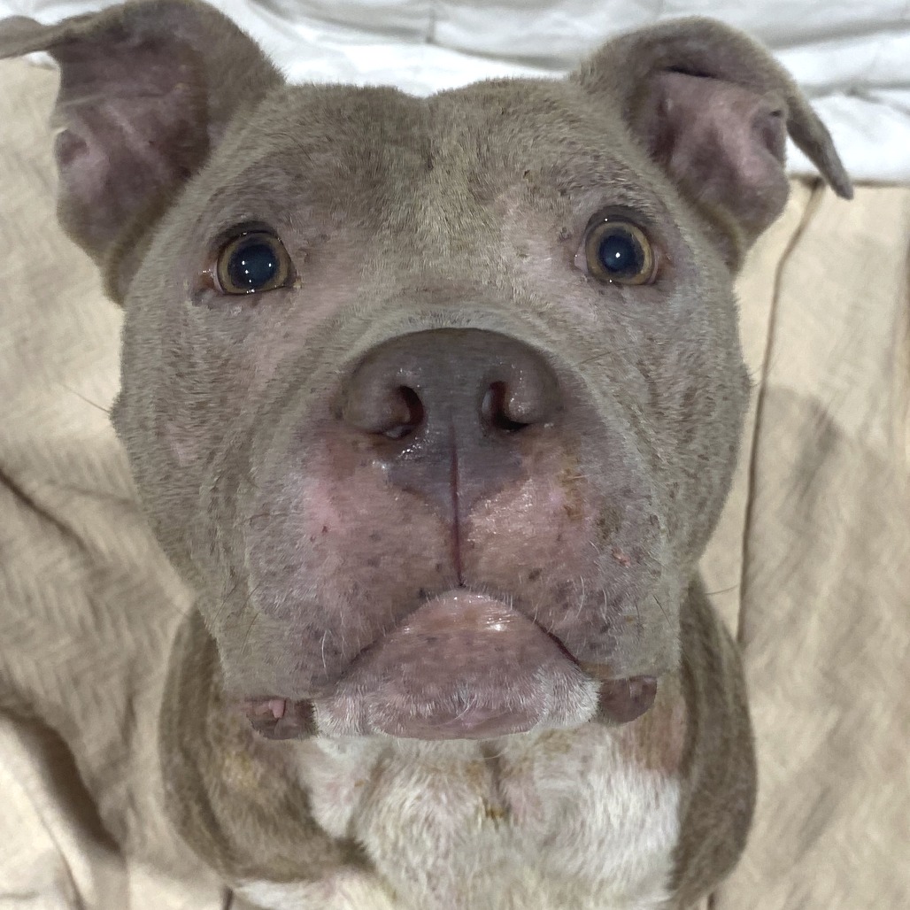 PRINCE REID - Terrier / American Pit Bull available for adoption