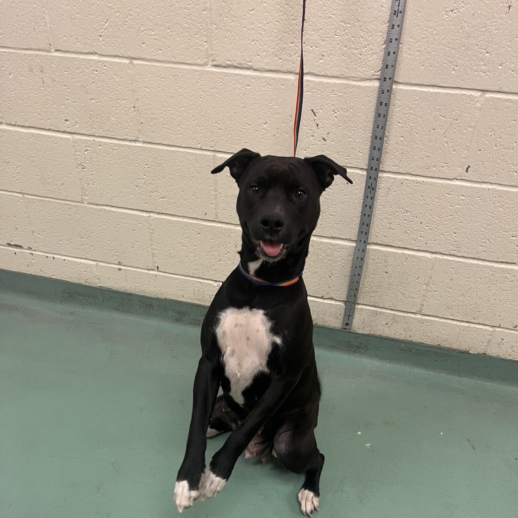 Cashmere — thumbnail 2