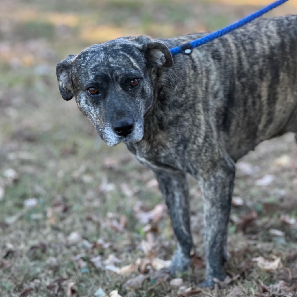 Daisy Duke (Formerly Phoebe), photo 14