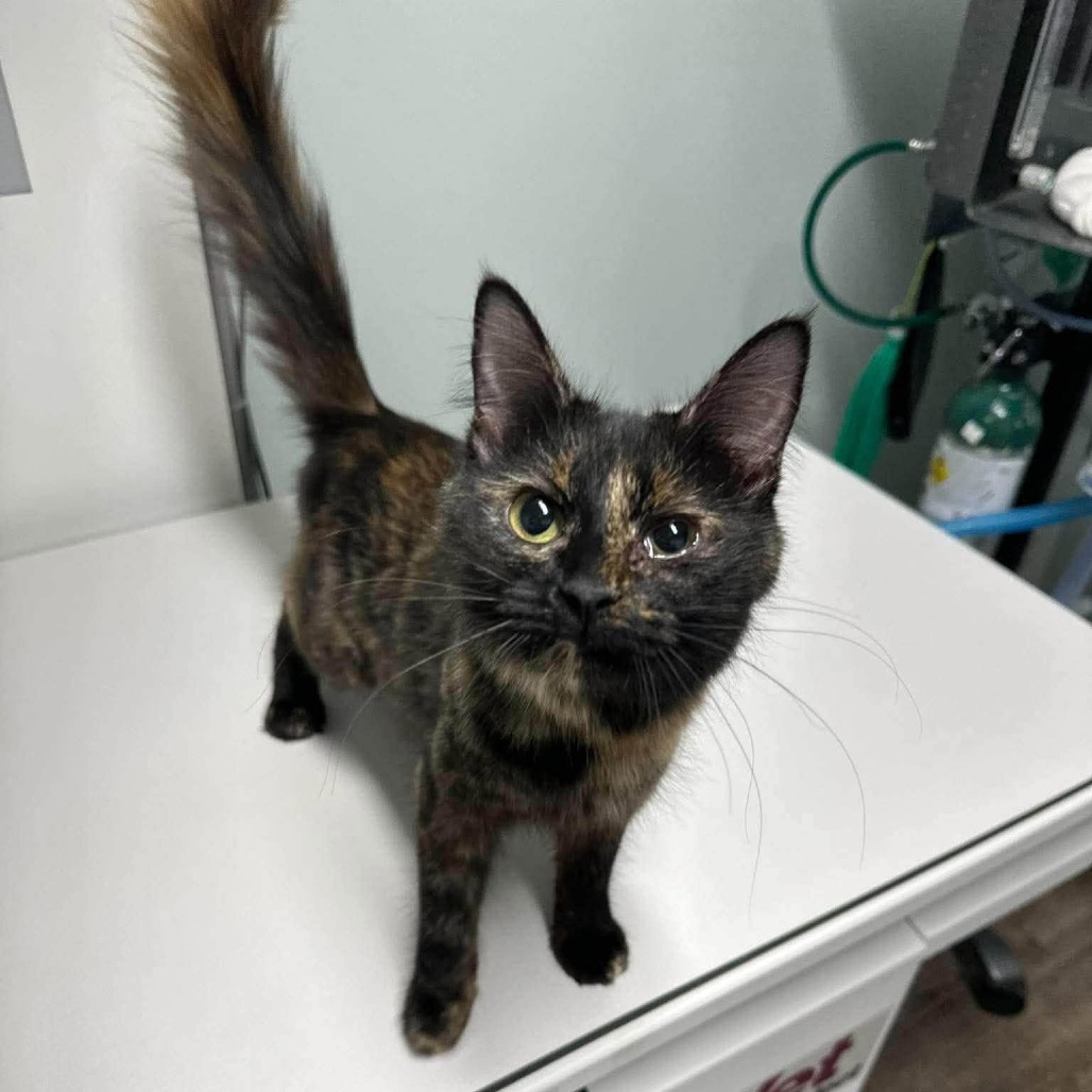 QUEEN OF HEARTS - Domestic Medium Hair available for adoption