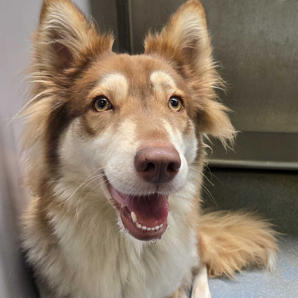 Lychee, available for adoption at PVAS