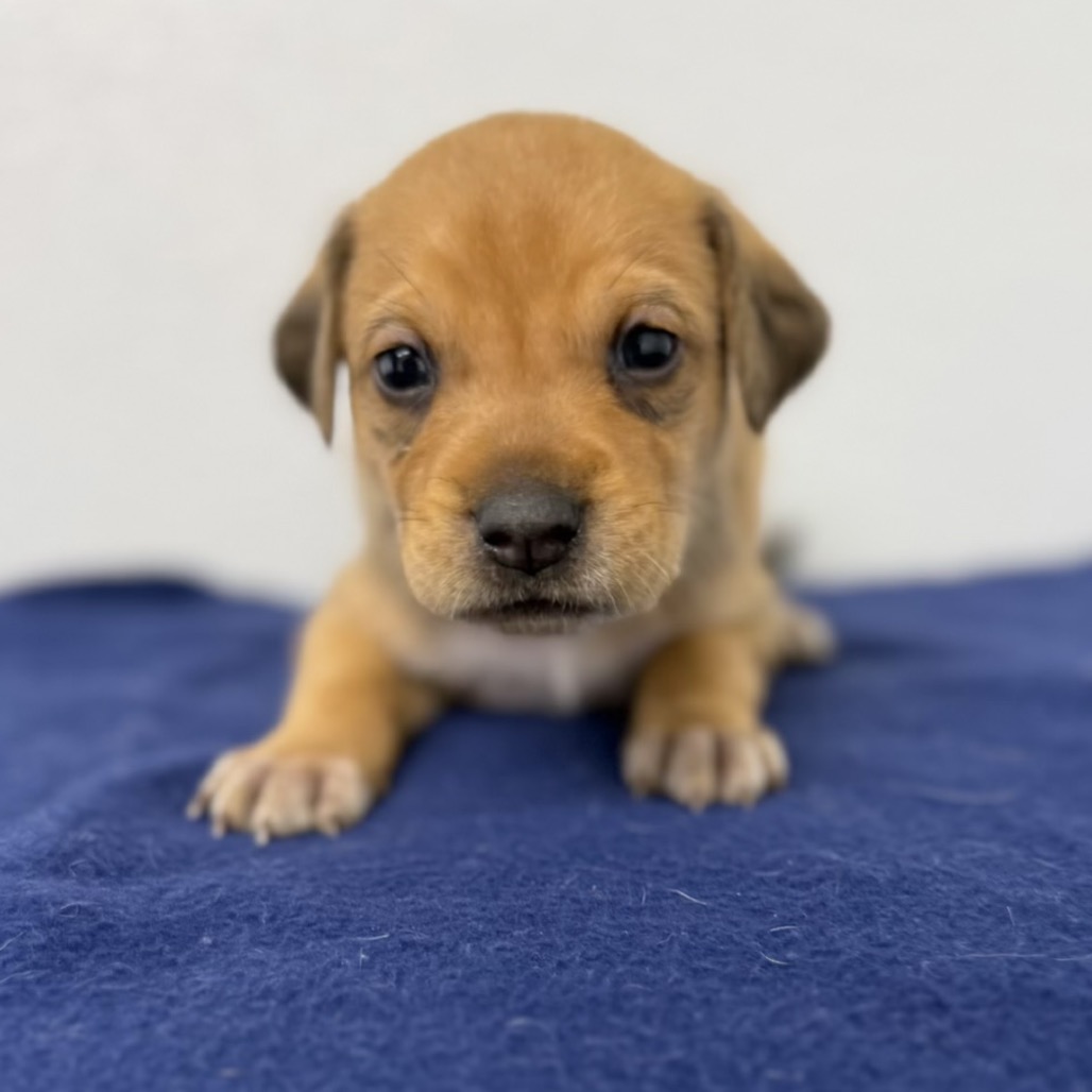 Brown Setter, English/Mixed Breed (Medium) Dog