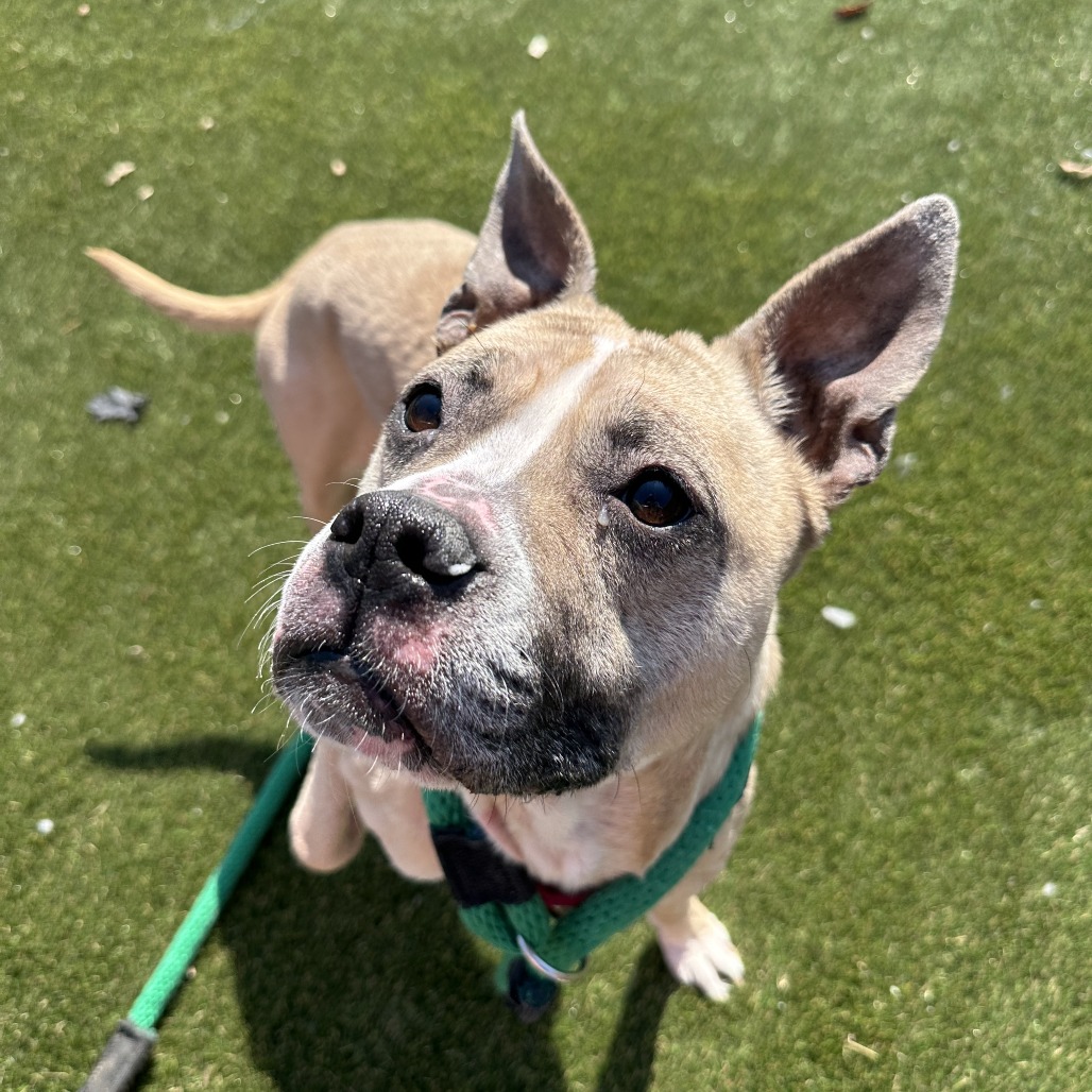 Peaches — thumbnail 3