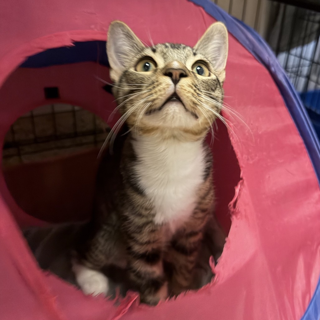 Samson : Male 6 Domestic Shorthair