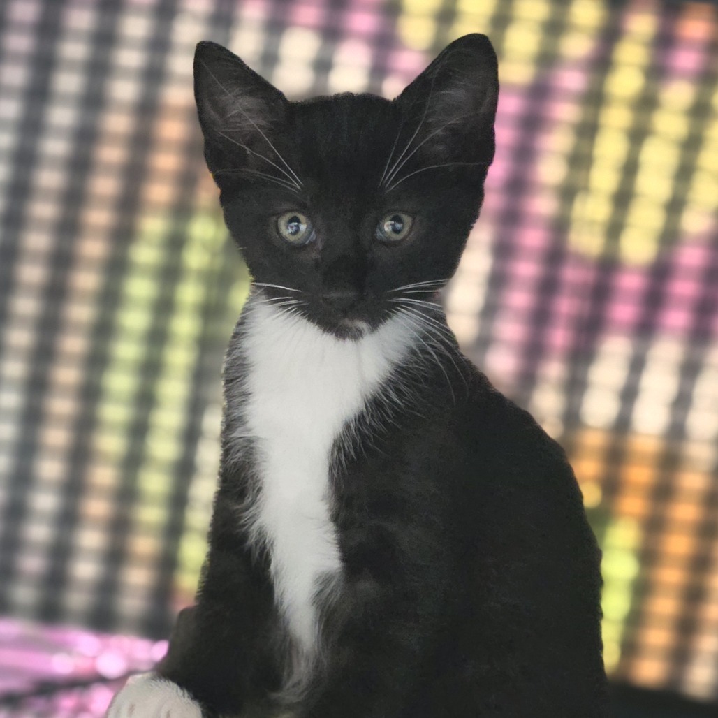 EDDIE - Domestic Shorthair available for adoption