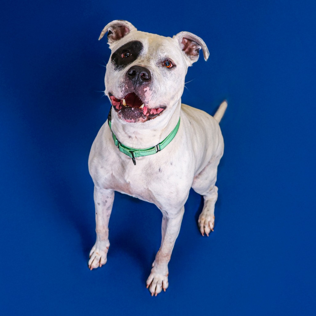 Monte, adoptable senior dog