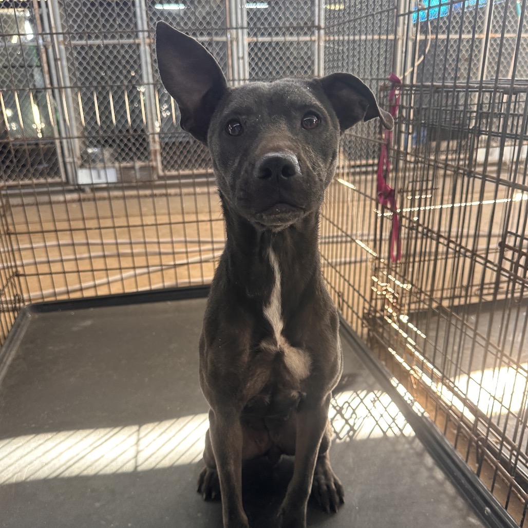 Polly, available for adoption at PVAS