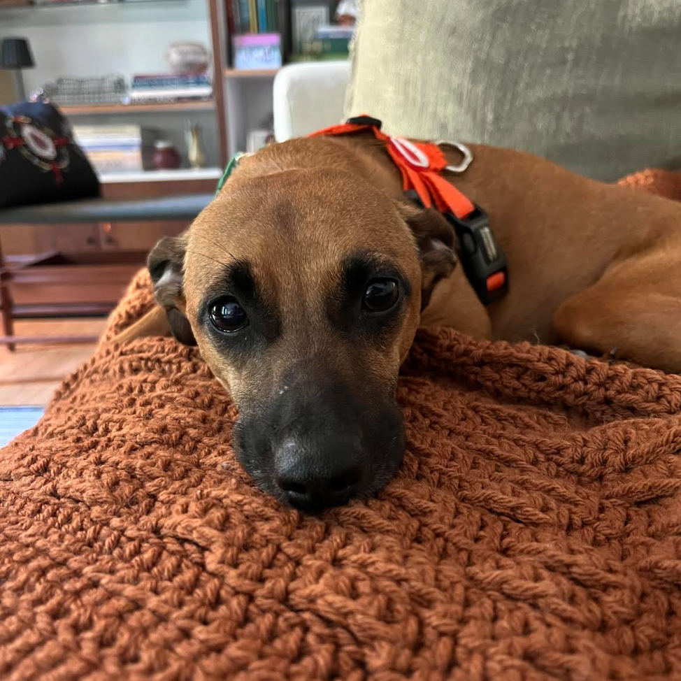 Josie (Courtesy Post) — thumbnail 4