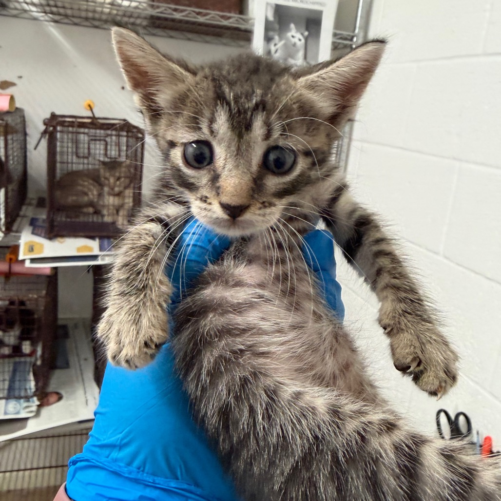 ROGUE - Domestic Shorthair available for adoption