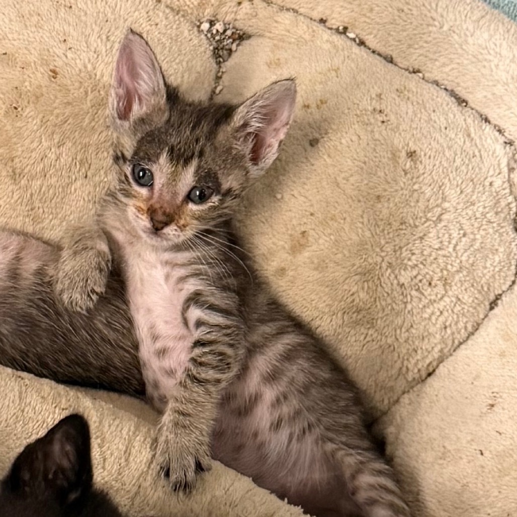 SLOTS - Domestic Shorthair available for adoption
