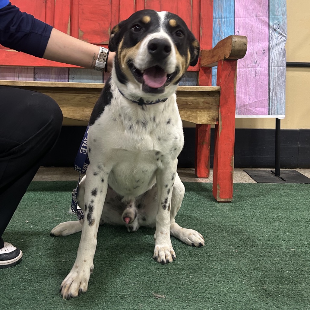 FWT BUDDY (APOLLO) - Terrier / Pit Bull available for adoption